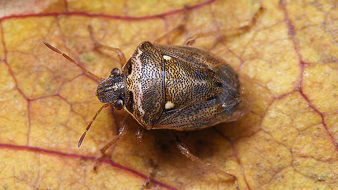 Eysarcoris ventralis Yet another one in the pool ... found about five of them, all looking conspicuously equal. Eysarcorini,Eysarcoris,Eysarcoris ventralis,Geotagged,Heteroptera,La Palma (Canary Islands),Pentatomidae,Pentatominae,Pentatomorpha,Spain