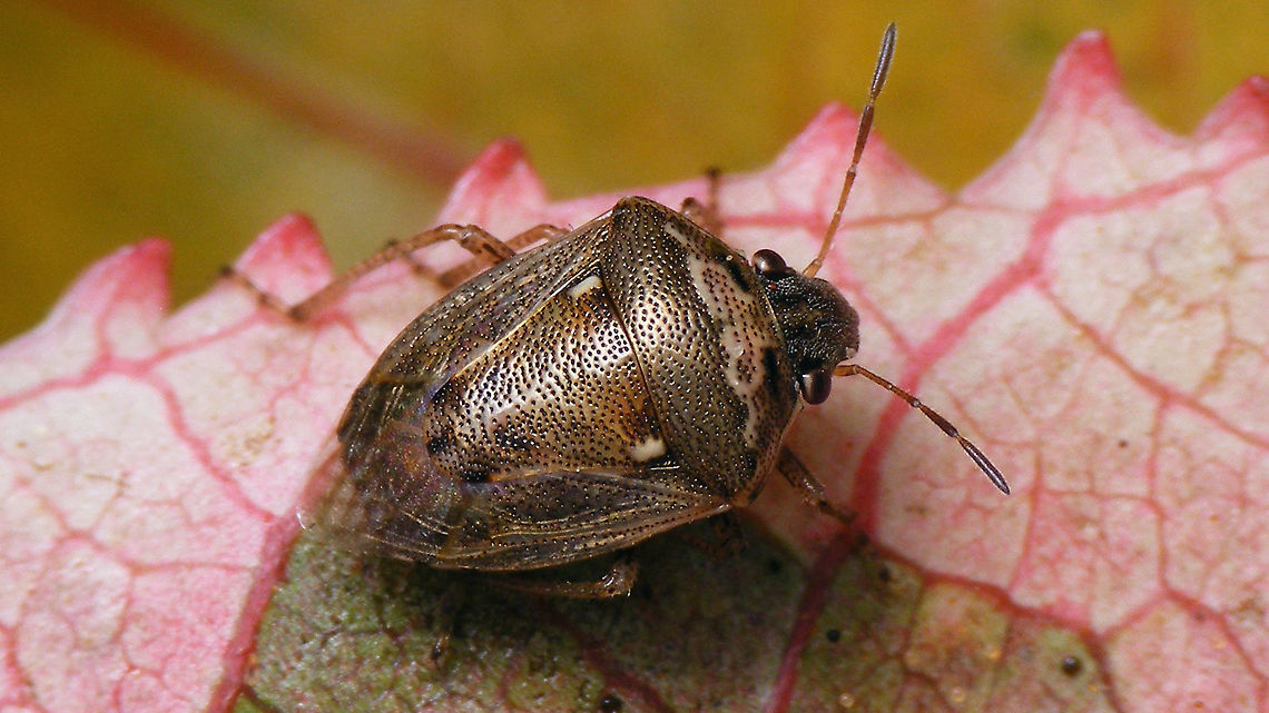 Eysarcoris ventralis This species was a regular visitor to the swimming pool.<br />
Close up here:<br />
<figure class="photo"><a href="https://www.jungledragon.com/image/90604/eysarcoris_ventralis_-_close_up.html" title="Eysarcoris ventralis - Close up"><img src="https://s3.amazonaws.com/media.jungledragon.com/images/3043/90604_thumb.jpg?AWSAccessKeyId=05GMT0V3GWVNE7GGM1R2&Expires=1770854410&Signature=GYC6148HeiSHBefpis5TdMmURz0%3D" width="200" height="114" alt="Eysarcoris ventralis - Close up Same specimen as this here:<br />
https://www.jungledragon.com/image/90603/eysarcoris_ventralis.html Eysarcorini,Eysarcoris,Eysarcoris ventralis,Geotagged,Heteroptera,La Palma (Canary Islands),Pentatomidae,Pentatominae,Pentatomorpha,Spain" /></a></figure> Eysarcorini,Eysarcoris,Eysarcoris ventralis,Geotagged,Heteroptera,La Palma (Canary Islands),Pentatomidae,Pentatominae,Pentatomorpha,Spain