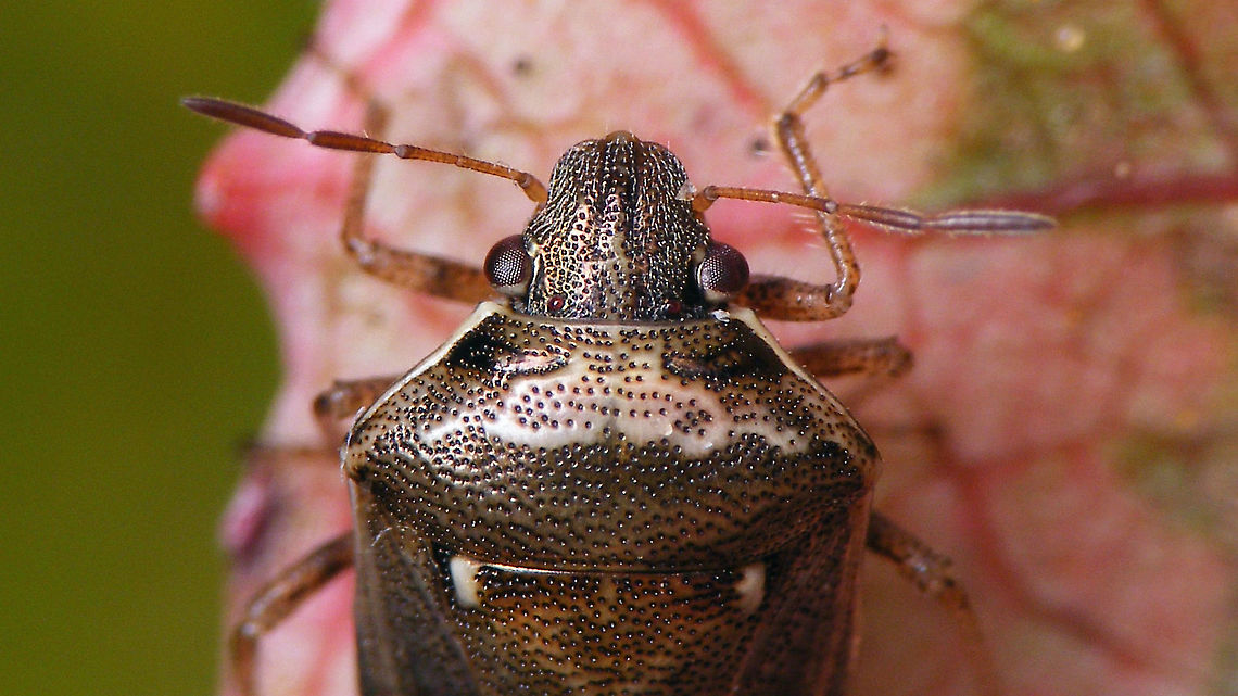 Eysarcoris ventralis - Close up Same specimen as this here:<br />
<figure class="photo"><a href="https://www.jungledragon.com/image/90603/eysarcoris_ventralis.html" title="Eysarcoris ventralis"><img src="https://s3.amazonaws.com/media.jungledragon.com/images/3043/90603_thumb.jpg?AWSAccessKeyId=05GMT0V3GWVNE7GGM1R2&Expires=1770854410&Signature=r9BFVTaIcGnlHi%2FsSbsFYETH4YU%3D" width="200" height="114" alt="Eysarcoris ventralis This species was a regular visitor to the swimming pool.<br />
Close up here:<br />
https://www.jungledragon.com/image/90604/eysarcoris_ventralis_-_close_up.html Eysarcorini,Eysarcoris,Eysarcoris ventralis,Geotagged,Heteroptera,La Palma (Canary Islands),Pentatomidae,Pentatominae,Pentatomorpha,Spain" /></a></figure> Eysarcorini,Eysarcoris,Eysarcoris ventralis,Geotagged,Heteroptera,La Palma (Canary Islands),Pentatomidae,Pentatominae,Pentatomorpha,Spain