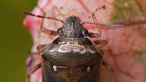 Eysarcoris ventralis - Close up Same specimen as this here:
https://www.jungledragon.com/image/90603/eysarcoris_ventralis.html Eysarcorini,Eysarcoris,Eysarcoris ventralis,Geotagged,Heteroptera,La Palma (Canary Islands),Pentatomidae,Pentatominae,Pentatomorpha,Spain