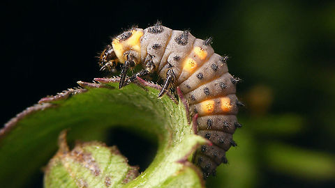 Coccinella algerica - Mature larva A day or so before pupating into this pupa:
https://www.jungledragon.com/image/90648/coccinella_algerica_-_pupa.html Coccinella,Coccinella algerica,Coccinellidae,Coccinellinae,Geotagged,La Palma (Canary Islands),Ladybird,Larva,Spain