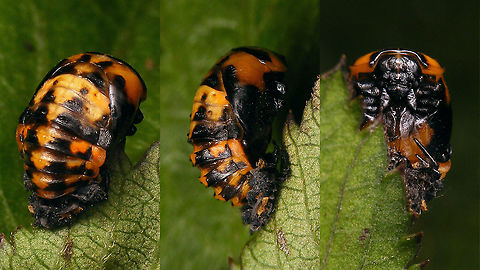 Coccinella algerica - Pupa Pupa resulting from this larva:
https://www.jungledragon.com/image/90647/coccinella_algerica_-_mature_larva.html Coccinella,Coccinella algerica,Coccinellidae,Coccinellinae,Geotagged,La Palma (Canary Islands),Ladybird,Pupa,Spain