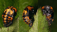 Coccinella algerica - Pupa Pupa resulting from this larva:<br />
https://www.jungledragon.com/image/90647/coccinella_algerica_-_mature_larva.html Coccinella,Coccinella algerica,Coccinellidae,Coccinellinae,Geotagged,La Palma (Canary Islands),Ladybird,Pupa,Spain