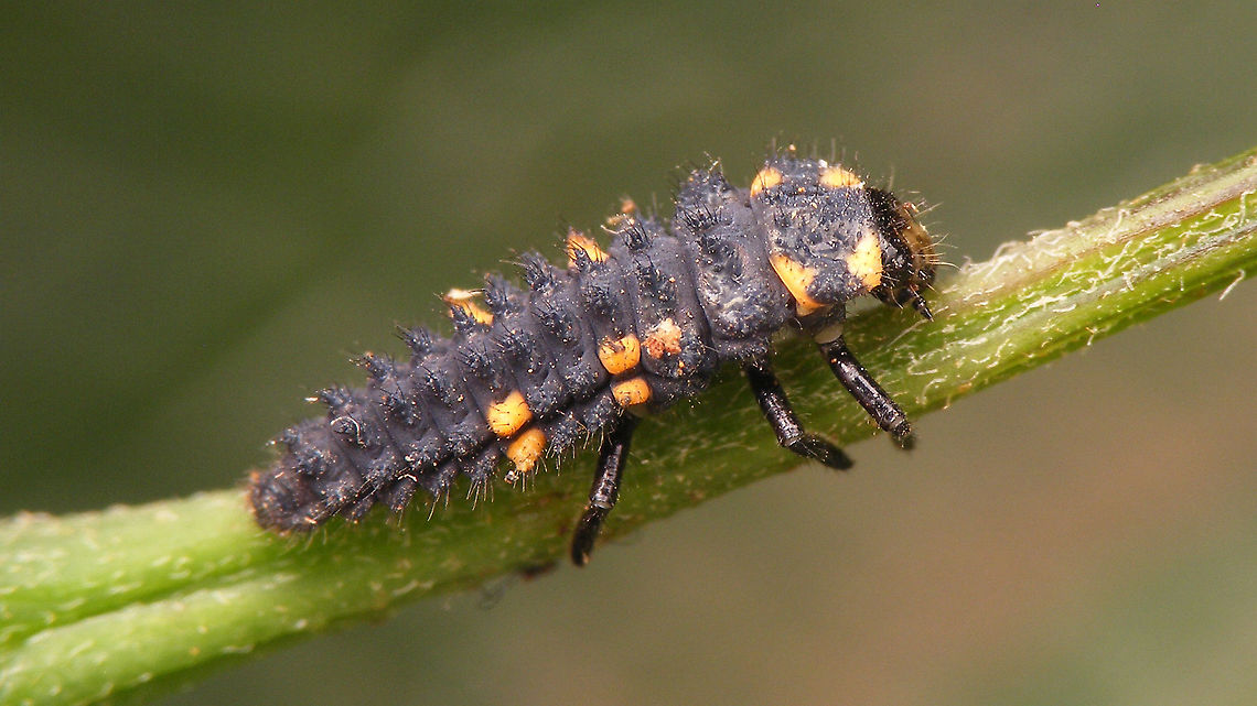 Coccinella algerica - Larva Probably early in its last (4th) larval stage<br />
Portrait of same larva having lunch here:<br />
<figure class="photo"><a href="https://www.jungledragon.com/image/90650/coccinella_algerica_-_larva_having_lunch.html" title="Coccinella algerica - Larva having lunch"><img src="https://s3.amazonaws.com/media.jungledragon.com/images/3043/90650_thumb.jpg?AWSAccessKeyId=05GMT0V3GWVNE7GGM1R2&Expires=1767225610&Signature=fDLZcpDMVbEVZyioKWNuiJDFoAs%3D" width="200" height="114" alt="Coccinella algerica - Larva having lunch Complete larva here:<br />
https://www.jungledragon.com/image/90649/coccinella_algerica_-_larva.html<br />
 Coccinella,Coccinella algerica,Coccinellidae,Coccinellinae,Geotagged,La Palma (Canary Islands),Ladybird,Larva,Spain" /></a></figure><br />
 Coccinella,Coccinella algerica,Coccinellidae,Coccinellinae,Geotagged,La Palma (Canary Islands),Ladybird,Larva,Spain