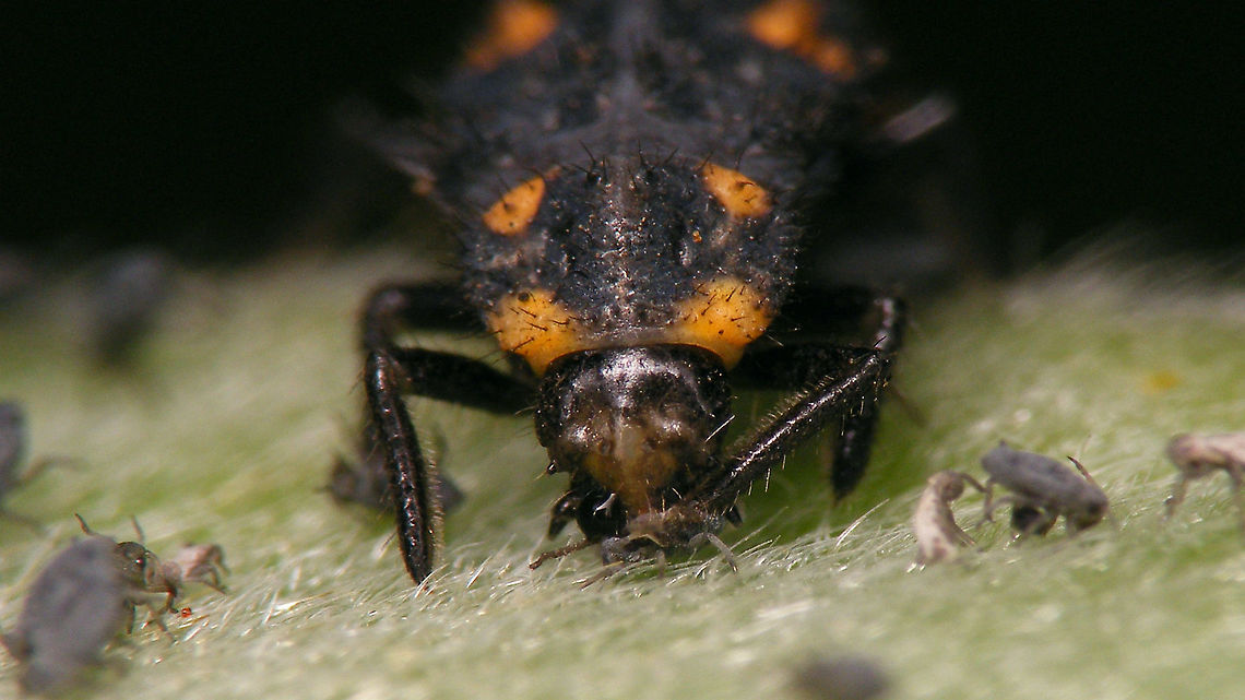 Coccinella algerica - Larva having lunch Complete larva here:<br />
<figure class="photo"><a href="https://www.jungledragon.com/image/90649/coccinella_algerica_-_larva.html" title="Coccinella algerica - Larva"><img src="https://s3.amazonaws.com/media.jungledragon.com/images/3043/90649_thumb.jpg?AWSAccessKeyId=05GMT0V3GWVNE7GGM1R2&Expires=1767225610&Signature=ZBr3w8wX6Bn5Ie%2BeNAcIL6w9Egc%3D" width="200" height="114" alt="Coccinella algerica - Larva Probably early in its last (4th) larval stage<br />
Portrait of same larva having lunch here:<br />
https://www.jungledragon.com/image/90650/coccinella_algerica_-_larva_having_lunch.html<br />
 Coccinella,Coccinella algerica,Coccinellidae,Coccinellinae,Geotagged,La Palma (Canary Islands),Ladybird,Larva,Spain" /></a></figure><br />
 Coccinella,Coccinella algerica,Coccinellidae,Coccinellinae,Geotagged,La Palma (Canary Islands),Ladybird,Larva,Spain