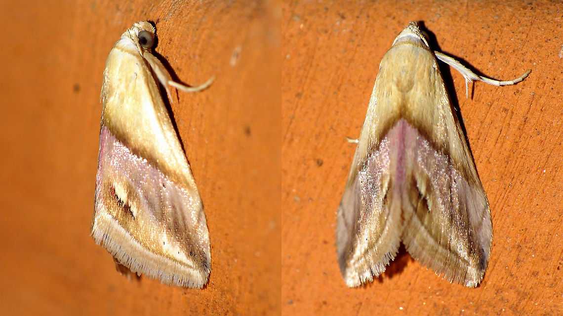 Eublemma cochylioides - New for La Palma Tentative ID by self. If correct it seems to be the first record for the island of La Palma.<br />
<a href="https://www.biodiversidadcanarias.es/biota/especie/A01204" rel="nofollow">https://www.biodiversidadcanarias.es/biota/especie/A01204</a><br />
As usual, when things later turn out to be an interesting find, you'll always see that I didn't pay much attention at getting the photo's right :-/ Erebidae,Eublemma,Eublemma cochylioides,Eublemminae,Geotagged,La Palma (Canary Islands),Noctuoidea,Spain