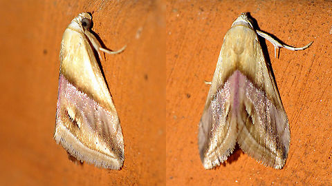 Eublemma cochylioides - New for La Palma Tentative ID by self. If correct it seems to be the first record for the island of La Palma.
https://www.biodiversidadcanarias.es/biota/especie/A01204
As usual, when things later turn out to be an interesting find, you'll always see that I didn't pay much attention at getting the photo's right :-/ Erebidae,Eublemma,Eublemma cochylioides,Eublemminae,Geotagged,La Palma (Canary Islands),Noctuoidea,Spain