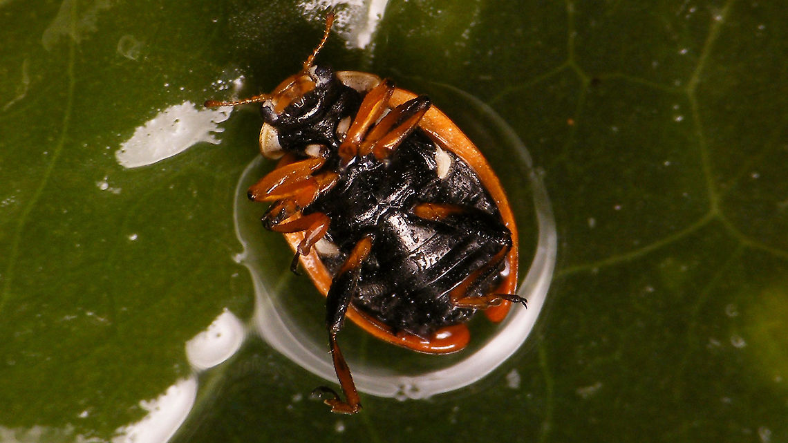 Hippodamia variegata - Ventral Rescued from the pool, but making good use of it being &quot;stuck&quot; in some water still :o) Adonis ladybird,Coccinellidae,Geotagged,Hippodamia,Hippodamia variegata,La Palma (Canary Islands),Ladybird,Spain,nl: Ruigtelieveheersbeestje