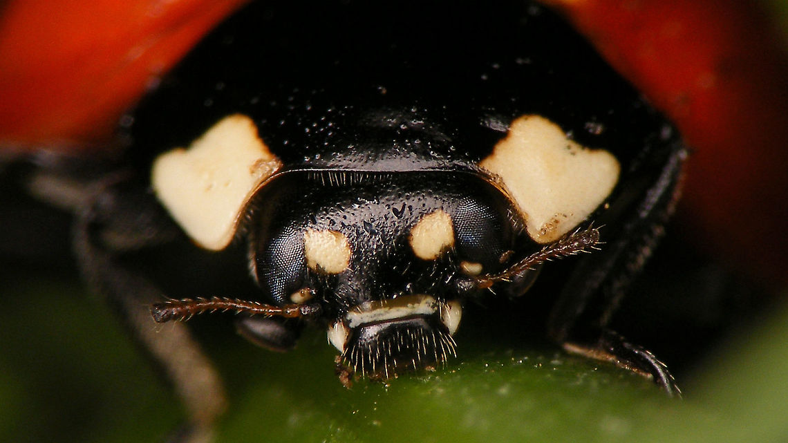 Coccinella algerica - Mugshot  Coccinella,Coccinella algerica,Coccinellidae,Coccinellinae,Geotagged,La Palma (Canary Islands),Ladybird,Spain