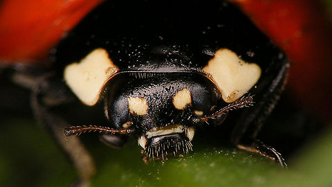 Coccinella algerica - Mugshot  Coccinella,Coccinella algerica,Coccinellidae,Coccinellinae,Geotagged,La Palma (Canary Islands),Ladybird,Spain