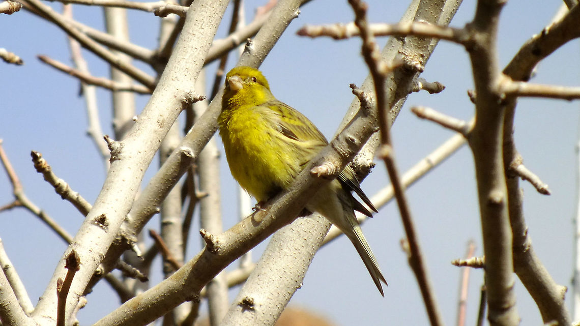 Serinus canaria - Male Okay ... so I've been to the Canary Islands ... least I could do ... Atlantic canary,Geotagged,La Palma (Canary Islands),Serinus,Serinus canaria,Spain,nl: Kanarie