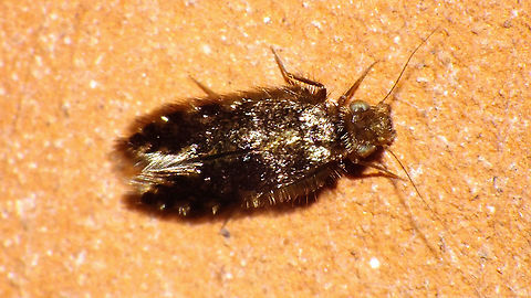Lepidopsocidae ? Echmepteryx ?? Another very "hairy" Barklouse was hiding between my "micro moth" images *rolleyes*
Looks like it should be some Lepidopsocidae, maybe Echmepteryx? If that is right it should be a new species for the Canary Islands (so I'm probably wrong ;o) Barklouse,Echmepteryx,Geotagged,La Palma (Canary Islands),Lepidopsocidae,Psocoptera,Spain