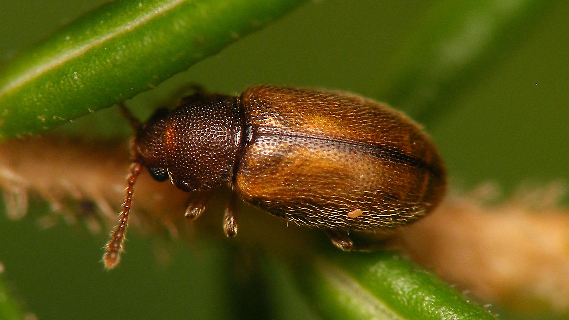 Micrambe hesperia My &quot;bestest&quot; image of the whole 2mm critter I&#039;m afraid ... :-/  ... but an endemic and even a family intro for JD, so there-ya-go ..<br />
P.S. Added a collage of details:<br />
<figure class="photo"><a href="https://www.jungledragon.com/image/90906/micrambe_hesperia_-_some_details.html" title="Micrambe hesperia - Some details"><img src="https://s3.amazonaws.com/media.jungledragon.com/images/3043/90906_thumb.jpg?AWSAccessKeyId=05GMT0V3GWVNE7GGM1R2&Expires=1759968010&Signature=u4i8c%2FOhuoghbaYGxqN%2BOANHhic%3D" width="200" height="114" alt="Micrambe hesperia - Some details Decided to throw together this collage for reference purposes and put it online here...<br />
Single shot of same critter here:<br />
https://www.jungledragon.com/image/90887/micrambe_hesperia.html Cryptophagidae,La Palma (Canary Islands),Micrambe,Micrambe hesperia,Spain,compound eyes" /></a></figure> Cryptophagidae,Geotagged,La Palma (Canary Islands),Micrambe,Micrambe hesperia,Spain
