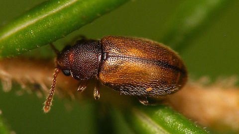 Micrambe hesperia My "bestest" image of the whole 2mm critter I'm afraid ... :-/  ... but an endemic and even a family intro for JD, so there-ya-go ..
P.S. Added a collage of details:
https://www.jungledragon.com/image/90906/micrambe_hesperia_-_some_details.html Cryptophagidae,Geotagged,La Palma (Canary Islands),Micrambe,Micrambe hesperia,Spain