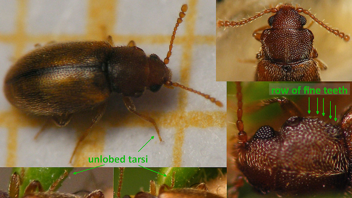 Micrambe hesperia - Some details Decided to throw together this collage for reference purposes and put it online here...<br />
Single shot of same critter here:<br />
<figure class="photo"><a href="https://www.jungledragon.com/image/90887/micrambe_hesperia.html" title="Micrambe hesperia"><img src="https://s3.amazonaws.com/media.jungledragon.com/images/3043/90887_thumb.jpg?AWSAccessKeyId=05GMT0V3GWVNE7GGM1R2&Expires=1769040010&Signature=Quq9Cbvr2UHXel5w8ifISRtnouc%3D" width="200" height="114" alt="Micrambe hesperia My "bestest" image of the whole 2mm critter I'm afraid ... :-/  ... but an endemic and even a family intro for JD, so there-ya-go ..<br />
P.S. Added a collage of details:<br />
https://www.jungledragon.com/image/90906/micrambe_hesperia_-_some_details.html Cryptophagidae,Geotagged,La Palma (Canary Islands),Micrambe,Micrambe hesperia,Spain" /></a></figure> Cryptophagidae,La Palma (Canary Islands),Micrambe,Micrambe hesperia,Spain,compound eyes