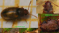 Micrambe hesperia - Some details Decided to throw together this collage for reference purposes and put it online here...<br />
Single shot of same critter here:<br />
https://www.jungledragon.com/image/90887/micrambe_hesperia.html Cryptophagidae,La Palma (Canary Islands),Micrambe,Micrambe hesperia,Spain,compound eyes