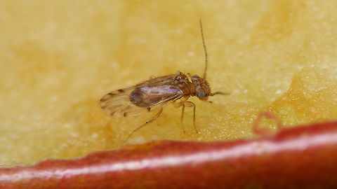 Ectopsocus strauchi Tentative ID by self, but fits nicely with the key in Faune de France and all species for the Canary Islands are included in that key ...
Some more angles on the "moving mini-target" here:
https://www.jungledragon.com/image/90915/ectopsocus_strauchi_-_collage.html Barklouse,Ectopsocidae,Ectopsocus,Ectopsocus strauchi,Geotagged,Homilopsocidea,La Palma (Canary Islands),Psocomorpha,Psocoptera,Spain