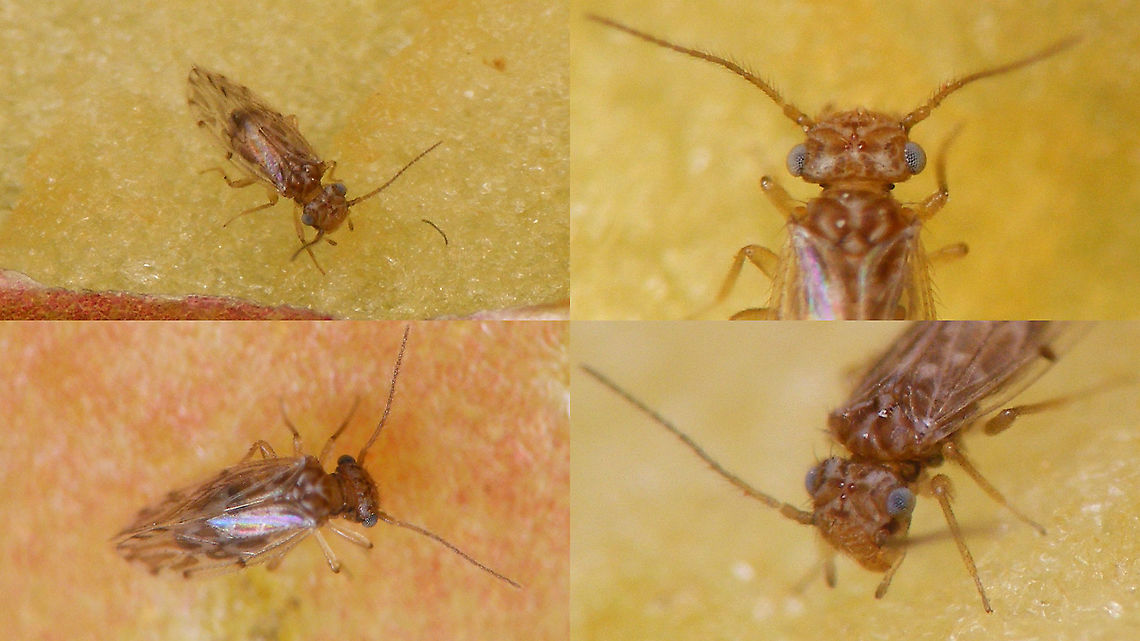 Ectopsocus strauchi - Collage Single shot here:<br />
<figure class="photo"><a href="https://www.jungledragon.com/image/90914/ectopsocus_strauchi.html" title="Ectopsocus strauchi"><img src="https://s3.amazonaws.com/media.jungledragon.com/images/3043/90914_thumb.jpg?AWSAccessKeyId=05GMT0V3GWVNE7GGM1R2&Expires=1759968010&Signature=gfMLCSHv1epq%2FxJ14hOqJXSbhO0%3D" width="200" height="114" alt="Ectopsocus strauchi Tentative ID by self, but fits nicely with the key in Faune de France and all species for the Canary Islands are included in that key ...<br />
Some more angles on the &quot;moving mini-target&quot; here:<br />
https://www.jungledragon.com/image/90915/ectopsocus_strauchi_-_collage.html Barklouse,Ectopsocidae,Ectopsocus,Ectopsocus strauchi,Geotagged,Homilopsocidea,La Palma (Canary Islands),Psocomorpha,Psocoptera,Spain" /></a></figure> Barklouse,Ectopsocidae,Ectopsocus,Ectopsocus strauchi,Geotagged,Homilopsocidea,La Palma (Canary Islands),Psocomorpha,Psocoptera,Spain