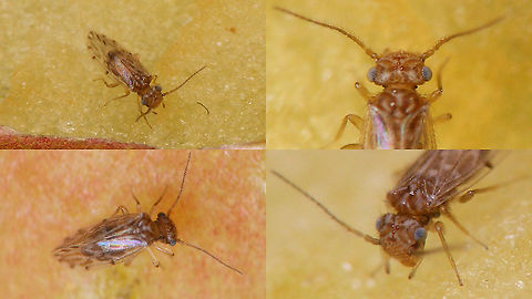 Ectopsocus strauchi - Collage Single shot here:
https://www.jungledragon.com/image/90914/ectopsocus_strauchi.html Barklouse,Ectopsocidae,Ectopsocus,Ectopsocus strauchi,Geotagged,Homilopsocidea,La Palma (Canary Islands),Psocomorpha,Psocoptera,Spain