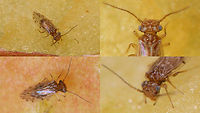Ectopsocus strauchi - Collage Single shot here:<br />
https://www.jungledragon.com/image/90914/ectopsocus_strauchi.html Barklouse,Ectopsocidae,Ectopsocus,Ectopsocus strauchi,Geotagged,Homilopsocidea,La Palma (Canary Islands),Psocomorpha,Psocoptera,Spain