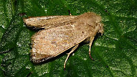 Orthosia cruda Close-up of front:<br />
https://www.jungledragon.com/image/90920/orthosia_cruda_-_close_up.html Lepidoptera,Moth,Noctuidae,Orthosia,Orthosia cruda,Small Quaker,nl: Kleine voorjaarsuil