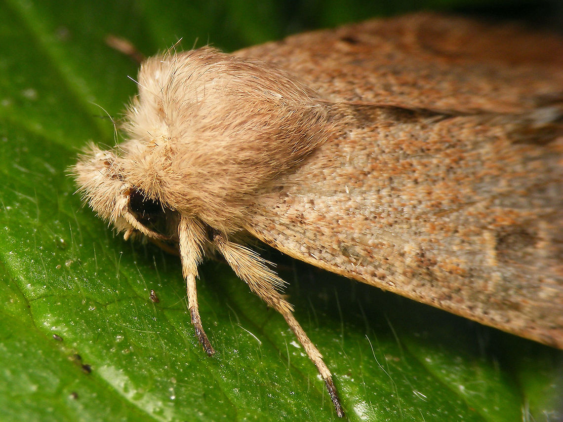 Orthosia cruda - Close up Complete moth:<br />
<figure class="photo"><a href="https://www.jungledragon.com/image/90919/orthosia_cruda.html" title="Orthosia cruda"><img src="https://s3.amazonaws.com/media.jungledragon.com/images/3043/90919_thumb.jpg?AWSAccessKeyId=05GMT0V3GWVNE7GGM1R2&Expires=1769040010&Signature=jds4fBa%2BhdaO%2B1QlF9MSIRKnMrs%3D" width="200" height="114" alt="Orthosia cruda Close-up of front:<br />
https://www.jungledragon.com/image/90920/orthosia_cruda_-_close_up.html Lepidoptera,Moth,Noctuidae,Orthosia,Orthosia cruda,Small Quaker,nl: Kleine voorjaarsuil" /></a></figure> Lepidoptera,Moth,Noctuidae,Orthosia,Orthosia cruda,Small Quaker,nl: Kleine voorjaarsuil