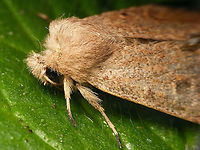 Orthosia cruda - Close up Complete moth:<br />
https://www.jungledragon.com/image/90919/orthosia_cruda.html Lepidoptera,Moth,Noctuidae,Orthosia,Orthosia cruda,Small Quaker,nl: Kleine voorjaarsuil