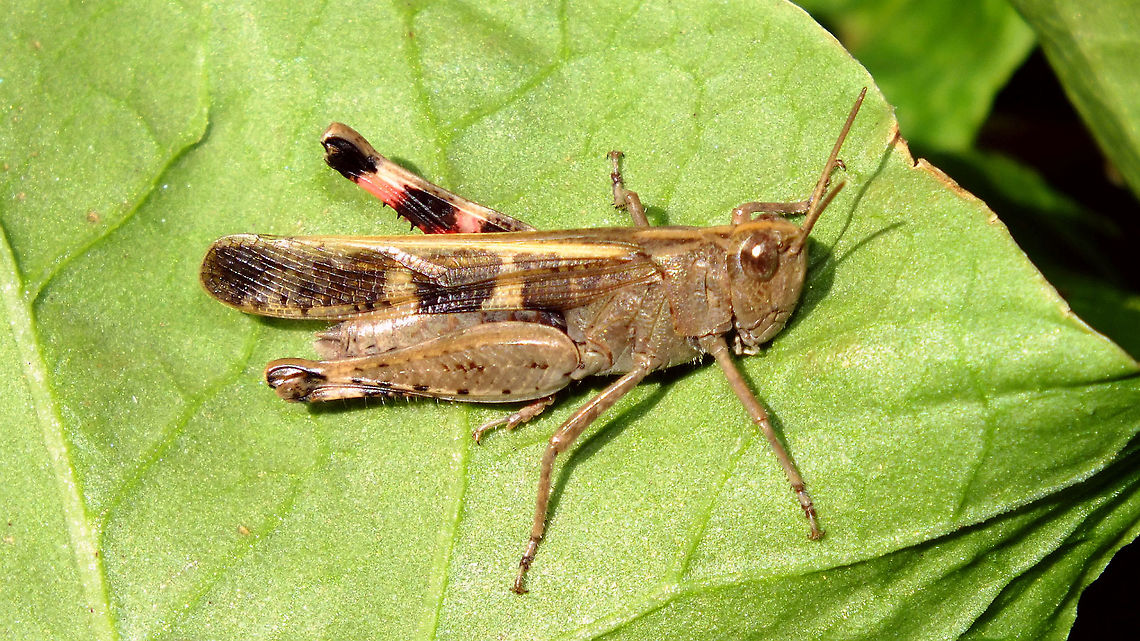 Aiolopus strepens  Acrididae,Acridoidea,Aiolopus,Aiolopus strepens,Caelifera,Geotagged,La Palma (Canary Islands),Oedipodinae,Orthoptera,Spain,Winter