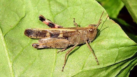 Aiolopus strepens  Acrididae,Acridoidea,Aiolopus,Aiolopus strepens,Caelifera,Geotagged,La Palma (Canary Islands),Oedipodinae,Orthoptera,Spain,Winter