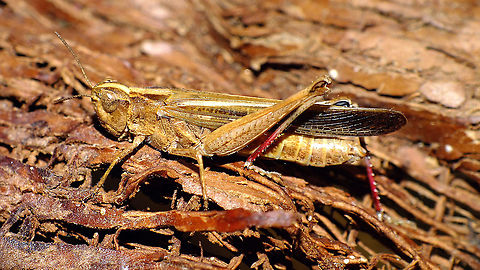 Aiolopus thalassinus Another pool guest Acrididae,Acridoidea,Aiolopus,Aiolopus thalassinus,Caelifera,Geotagged,La Palma (Canary Islands),Oedipodinae,Orthoptera,Spain