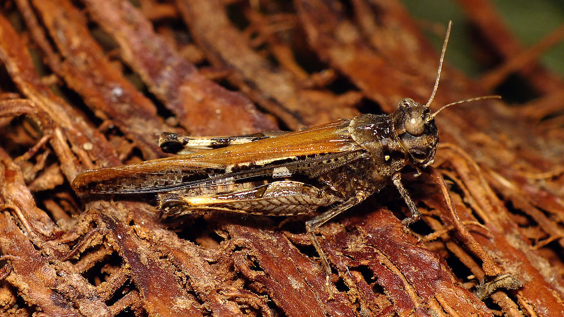 Acrotylus insubricus Another swimmer Acrididae,Acridoidea,Acrotylus,Acrotylus insubricus,Caelifera,Geotagged,La Palma (Canary Islands),Oedipodinae,Orthoptera,Spain