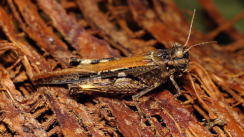Acrotylus insubricus Another swimmer Acrididae,Acridoidea,Acrotylus,Acrotylus insubricus,Caelifera,Geotagged,La Palma (Canary Islands),Oedipodinae,Orthoptera,Spain