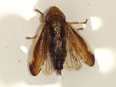 Neophilaenus angustipennis - Male, wings open Taken from swimming pool
Same male here:
https://www.jungledragon.com/image/90954/neophilaenus_angustipennis_-_male.html Aphrophoridae,Cercopoidea,Cicadomorpha,Geotagged,La Palma (Canary Islands),Neophilaenus,Neophilaenus angustipennis,Spain