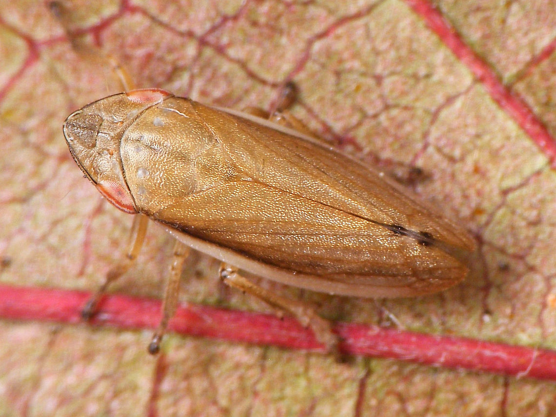 Neophilaenus angustipennis - Female, dorsal Other images of same female:<br />
<figure class="photo"><a href="https://www.jungledragon.com/image/90956/neophilaenus_angustipennis_-_female.html" title="Neophilaenus angustipennis - Female"><img src="https://s3.amazonaws.com/media.jungledragon.com/images/3043/90956_thumb.jpg?AWSAccessKeyId=05GMT0V3GWVNE7GGM1R2&Expires=1767225610&Signature=WGfpmEeGP5TmGFqNHIHBj%2F0ABu8%3D" width="200" height="114" alt="Neophilaenus angustipennis - Female Other images of same female:<br />
https://www.jungledragon.com/image/90953/neophilaenus_angustipennis_-_female_dorsal.html<br />
https://www.jungledragon.com/image/90955/neophilaenus_angustipennis_-_female_side_views.html<br />
 Aphrophoridae,Cercopoidea,Cicadomorpha,Geotagged,La Palma (Canary Islands),Neophilaenus,Neophilaenus angustipennis,Spain" /></a></figure><br />
<figure class="photo"><a href="https://www.jungledragon.com/image/90955/neophilaenus_angustipennis_-_female_side_views.html" title="Neophilaenus angustipennis - Female, side views"><img src="https://s3.amazonaws.com/media.jungledragon.com/images/3043/90955_thumb.jpg?AWSAccessKeyId=05GMT0V3GWVNE7GGM1R2&Expires=1767225610&Signature=Sg73Jx9Acz5EK%2FAUBq8XN5JyXfk%3D" width="200" height="114" alt="Neophilaenus angustipennis - Female, side views Other images of same female:<br />
https://www.jungledragon.com/image/90953/neophilaenus_angustipennis_-_female_dorsal.html<br />
https://www.jungledragon.com/image/90956/neophilaenus_angustipennis_-_female.html<br />
 Aphrophoridae,Cercopoidea,Cicadomorpha,Geotagged,La Palma (Canary Islands),Neophilaenus,Neophilaenus angustipennis,Spain" /></a></figure> Aphrophoridae,Cercopoidea,Cicadomorpha,Geotagged,La Palma (Canary Islands),Neophilaenus,Neophilaenus angustipennis,Spain