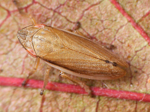 Neophilaenus angustipennis - Female, dorsal Other images of same female:
https://www.jungledragon.com/image/90956/neophilaenus_angustipennis_-_female.html
https://www.jungledragon.com/image/90955/neophilaenus_angustipennis_-_female_side_views.html Aphrophoridae,Cercopoidea,Cicadomorpha,Geotagged,La Palma (Canary Islands),Neophilaenus,Neophilaenus angustipennis,Spain