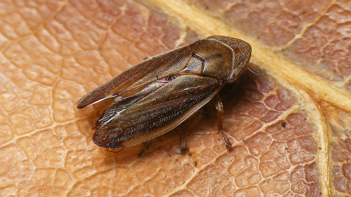 Neophilaenus angustipennis - Male Taken from swimming pool<br />
Same male here:<br />
<figure class="photo"><a href="https://www.jungledragon.com/image/90952/neophilaenus_angustipennis_-_male_wings_open.html" title="Neophilaenus angustipennis - Male, wings open"><img src="https://s3.amazonaws.com/media.jungledragon.com/images/3043/90952_thumb.jpg?AWSAccessKeyId=05GMT0V3GWVNE7GGM1R2&Expires=1767225610&Signature=ungl2pniKoPlmc7J50EjGmVs4wo%3D" width="200" height="150" alt="Neophilaenus angustipennis - Male, wings open Taken from swimming pool<br />
Same male here:<br />
https://www.jungledragon.com/image/90954/neophilaenus_angustipennis_-_male.html Aphrophoridae,Cercopoidea,Cicadomorpha,Geotagged,La Palma (Canary Islands),Neophilaenus,Neophilaenus angustipennis,Spain" /></a></figure> Aphrophoridae,Cercopoidea,Cicadomorpha,Geotagged,La Palma (Canary Islands),Neophilaenus,Neophilaenus angustipennis,Spain