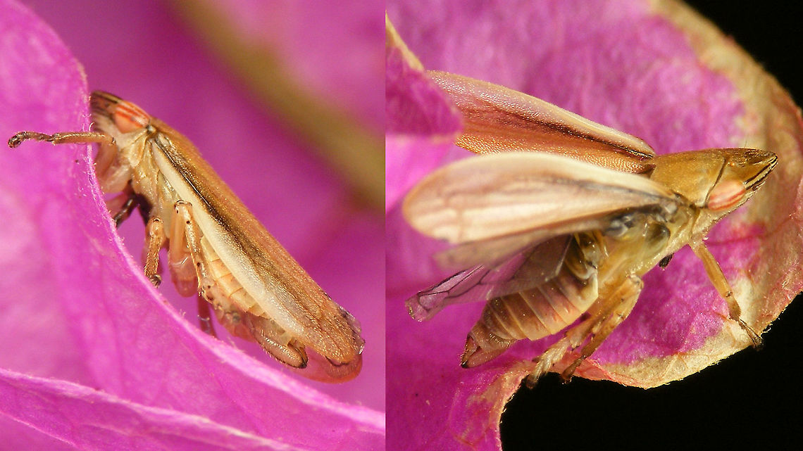 Neophilaenus angustipennis - Female, side views Other images of same female:<br />
<figure class="photo"><a href="https://www.jungledragon.com/image/90953/neophilaenus_angustipennis_-_female_dorsal.html" title="Neophilaenus angustipennis - Female, dorsal"><img src="https://s3.amazonaws.com/media.jungledragon.com/images/3043/90953_thumb.jpg?AWSAccessKeyId=05GMT0V3GWVNE7GGM1R2&Expires=1759968010&Signature=DkMhzkn%2Bng8y3a2vXieZujqLiIQ%3D" width="200" height="150" alt="Neophilaenus angustipennis - Female, dorsal Other images of same female:<br />
https://www.jungledragon.com/image/90956/neophilaenus_angustipennis_-_female.html<br />
https://www.jungledragon.com/image/90955/neophilaenus_angustipennis_-_female_side_views.html Aphrophoridae,Cercopoidea,Cicadomorpha,Geotagged,La Palma (Canary Islands),Neophilaenus,Neophilaenus angustipennis,Spain" /></a></figure><br />
<figure class="photo"><a href="https://www.jungledragon.com/image/90956/neophilaenus_angustipennis_-_female.html" title="Neophilaenus angustipennis - Female"><img src="https://s3.amazonaws.com/media.jungledragon.com/images/3043/90956_thumb.jpg?AWSAccessKeyId=05GMT0V3GWVNE7GGM1R2&Expires=1759968010&Signature=CyyykEOfhssPQbjKrZA52Y07li4%3D" width="200" height="114" alt="Neophilaenus angustipennis - Female Other images of same female:<br />
https://www.jungledragon.com/image/90953/neophilaenus_angustipennis_-_female_dorsal.html<br />
https://www.jungledragon.com/image/90955/neophilaenus_angustipennis_-_female_side_views.html<br />
 Aphrophoridae,Cercopoidea,Cicadomorpha,Geotagged,La Palma (Canary Islands),Neophilaenus,Neophilaenus angustipennis,Spain" /></a></figure><br />
 Aphrophoridae,Cercopoidea,Cicadomorpha,Geotagged,La Palma (Canary Islands),Neophilaenus,Neophilaenus angustipennis,Spain
