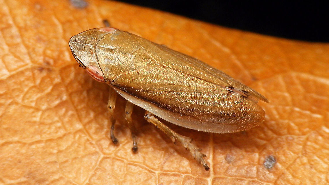 Neophilaenus angustipennis - Female Other images of same female:<br />
<figure class="photo"><a href="https://www.jungledragon.com/image/90953/neophilaenus_angustipennis_-_female_dorsal.html" title="Neophilaenus angustipennis - Female, dorsal"><img src="https://s3.amazonaws.com/media.jungledragon.com/images/3043/90953_thumb.jpg?AWSAccessKeyId=05GMT0V3GWVNE7GGM1R2&Expires=1759968010&Signature=DkMhzkn%2Bng8y3a2vXieZujqLiIQ%3D" width="200" height="150" alt="Neophilaenus angustipennis - Female, dorsal Other images of same female:<br />
https://www.jungledragon.com/image/90956/neophilaenus_angustipennis_-_female.html<br />
https://www.jungledragon.com/image/90955/neophilaenus_angustipennis_-_female_side_views.html Aphrophoridae,Cercopoidea,Cicadomorpha,Geotagged,La Palma (Canary Islands),Neophilaenus,Neophilaenus angustipennis,Spain" /></a></figure><br />
<figure class="photo"><a href="https://www.jungledragon.com/image/90955/neophilaenus_angustipennis_-_female_side_views.html" title="Neophilaenus angustipennis - Female, side views"><img src="https://s3.amazonaws.com/media.jungledragon.com/images/3043/90955_thumb.jpg?AWSAccessKeyId=05GMT0V3GWVNE7GGM1R2&Expires=1759968010&Signature=Xp5F5JtvVI%2FU8VnUWShzse3%2F47Q%3D" width="200" height="114" alt="Neophilaenus angustipennis - Female, side views Other images of same female:<br />
https://www.jungledragon.com/image/90953/neophilaenus_angustipennis_-_female_dorsal.html<br />
https://www.jungledragon.com/image/90956/neophilaenus_angustipennis_-_female.html<br />
 Aphrophoridae,Cercopoidea,Cicadomorpha,Geotagged,La Palma (Canary Islands),Neophilaenus,Neophilaenus angustipennis,Spain" /></a></figure><br />
 Aphrophoridae,Cercopoidea,Cicadomorpha,Geotagged,La Palma (Canary Islands),Neophilaenus,Neophilaenus angustipennis,Spain