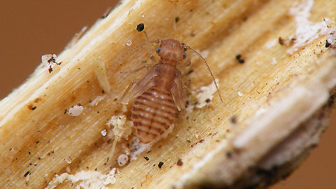 Ectopsocus petersi - Nymph Resulting imago:
https://www.jungledragon.com/image/90965/ectopsocus_petersi_-_brachypterous_female.html Barklouse,Ectopsocidae,Ectopsocus,Ectopsocus petersi,Homilopsocidea,Psocomorpha,Psocoptera,nymph