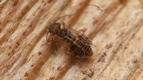 Ectopsocus petersi - Brachypterous female Imago resulting from this nymph:
https://www.jungledragon.com/image/90964/ectopsocus_petersi_-_nymph.html Barklouse,Ectopsocidae,Ectopsocus,Ectopsocus petersi,Homilopsocidea,Psocomorpha,Psocoptera