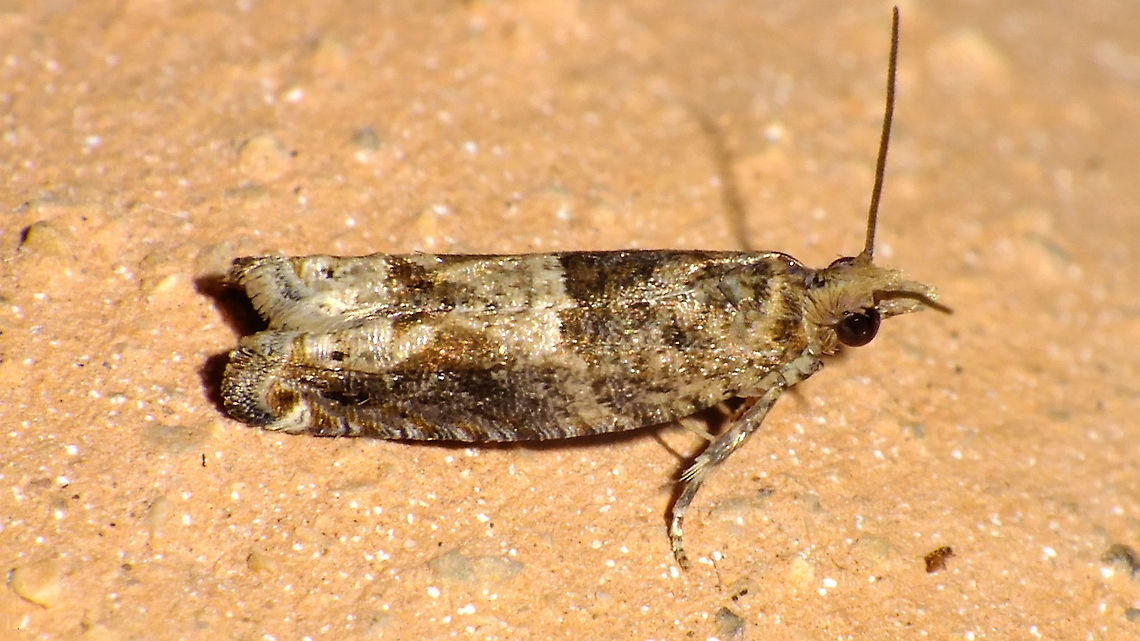 Crocidosema plebejana  Cotton tipworm,Crocidosema,Crocidosema plebejana,Eucosmini,Geotagged,La Palma (Canary Islands),Lepidoptera,Olethreutinae,Spain,Tortricidae,Tortricoidea,nl: Wereldbladroller