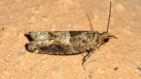 Crocidosema plebejana  Cotton tipworm,Crocidosema,Crocidosema plebejana,Eucosmini,Geotagged,La Palma (Canary Islands),Lepidoptera,Olethreutinae,Spain,Tortricidae,Tortricoidea,nl: Wereldbladroller