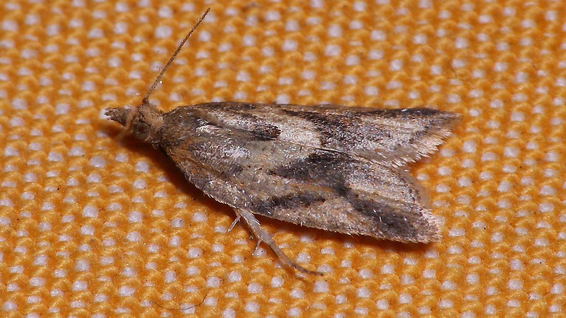 Clepsis coriacana  Clepsis,Clepsis coriacana,Geotagged,La Palma (Canary Islands),Lepidoptera,Spain,Tortricidae,Winter