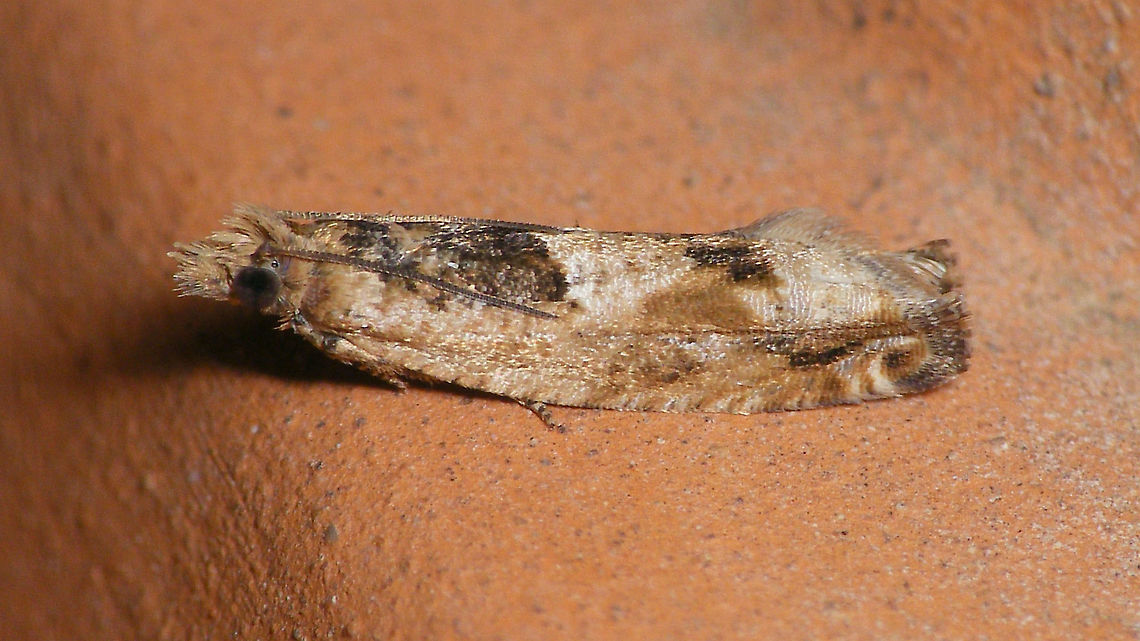 Crocidosema plebejana  Cotton tipworm,Crocidosema,Crocidosema plebejana,Eucosmini,Geotagged,La Palma (Canary Islands),Lepidoptera,Olethreutinae,Spain,Tortricidae,Tortricoidea,Winter,nl: Wereldbladroller