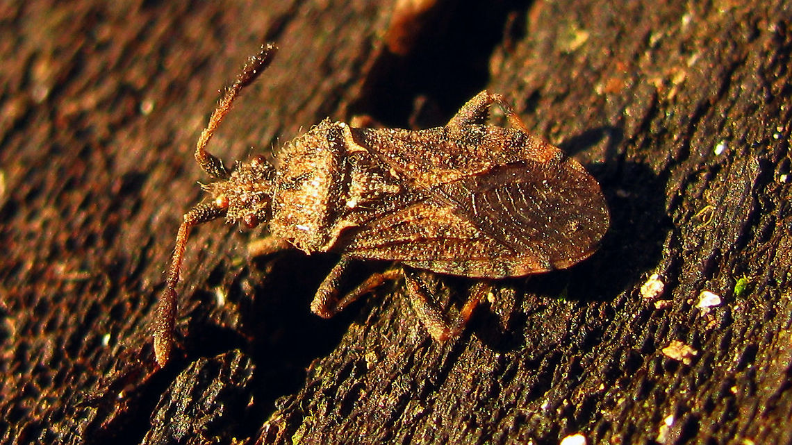 Strobilotoma typhaecornis Just stumbled on this rather old image ... lo res and mediocre light/sharpness, but a species that is not very frequently shown, so I thought I'd add it for France here on JD :o) Coreidae,Coreoidea,France,Geotagged,Pentatomorpha,Pseudophloeinae,Pseudophloeini,Strobilotoma,Strobilotoma typhaecornis