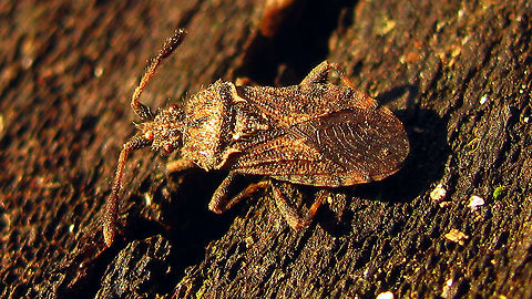 Strobilotoma typhaecornis Just stumbled on this rather old image ... lo res and mediocre light/sharpness, but a species that is not very frequently shown, so I thought I'd add it for France here on JD :o) Coreidae,Coreoidea,France,Geotagged,Pentatomorpha,Pseudophloeinae,Pseudophloeini,Strobilotoma,Strobilotoma typhaecornis
