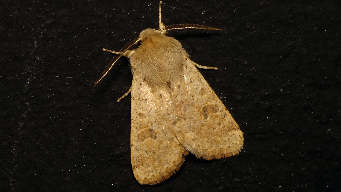 Orthosia cruda - Dorsal Adding the species for the Alerdinck (and a much less damaged specimen than the last one).<br />
Same moth lateral:<br />
<figure class="photo"><a href="https://www.jungledragon.com/image/91163/orthosia_cruda_-_lateral.html" title="Orthosia cruda - Lateral"><img src="https://s3.amazonaws.com/media.jungledragon.com/images/3043/91163_thumb.jpg?AWSAccessKeyId=05GMT0V3GWVNE7GGM1R2&Expires=1759968010&Signature=4CYbPNCRQgqpbaCihAoJc5aU90k%3D" width="200" height="114" alt="Orthosia cruda - Lateral Same moth dorsal:<br />
https://www.jungledragon.com/image/91162/orthosia_cruda_-_dorsal.html Alerdinck,Geotagged,Lepidoptera,Moth,Netherlands,Noctuidae,Orthosia,Orthosia cruda,Small Quaker,nl: Kleine voorjaarsuil" /></a></figure> Alerdinck,Geotagged,Lepidoptera,Moth,Netherlands,Noctuidae,Orthosia,Orthosia cruda,Small Quaker,nl: Kleine voorjaarsuil
