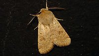 Orthosia cruda - Dorsal Adding the species for the Alerdinck (and a much less damaged specimen than the last one).<br />
Same moth lateral:<br />
https://www.jungledragon.com/image/91163/orthosia_cruda_-_lateral.html Alerdinck,Geotagged,Lepidoptera,Moth,Netherlands,Noctuidae,Orthosia,Orthosia cruda,Small Quaker,nl: Kleine voorjaarsuil