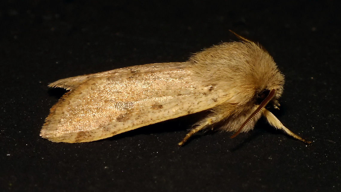 Orthosia cruda - Lateral Same moth dorsal:<br />
<figure class="photo"><a href="https://www.jungledragon.com/image/91162/orthosia_cruda_-_dorsal.html" title="Orthosia cruda - Dorsal"><img src="https://s3.amazonaws.com/media.jungledragon.com/images/3043/91162_thumb.jpg?AWSAccessKeyId=05GMT0V3GWVNE7GGM1R2&Expires=1769040010&Signature=S7mAQdvuPy09rLDssZwucZbK%2Bbs%3D" width="200" height="114" alt="Orthosia cruda - Dorsal Adding the species for the Alerdinck (and a much less damaged specimen than the last one).<br />
Same moth lateral:<br />
https://www.jungledragon.com/image/91163/orthosia_cruda_-_lateral.html Alerdinck,Geotagged,Lepidoptera,Moth,Netherlands,Noctuidae,Orthosia,Orthosia cruda,Small Quaker,nl: Kleine voorjaarsuil" /></a></figure> Alerdinck,Geotagged,Lepidoptera,Moth,Netherlands,Noctuidae,Orthosia,Orthosia cruda,Small Quaker,nl: Kleine voorjaarsuil
