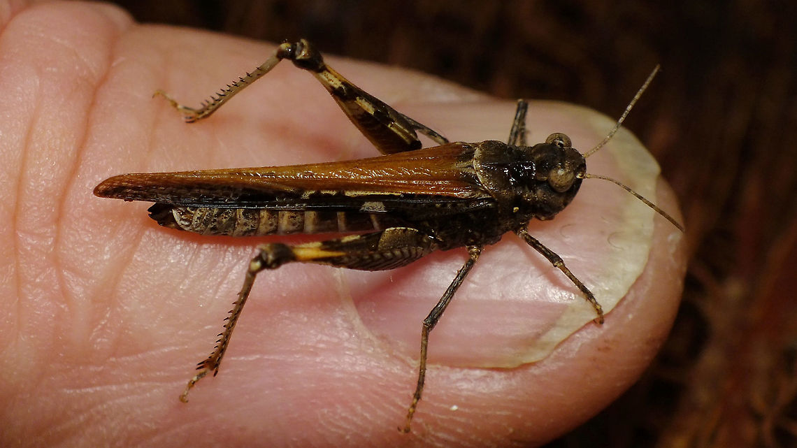 Acrotylus insubricus on thumb ... for size Acrididae,Acridoidea,Acrotylus,Acrotylus insubricus,Caelifera,Geotagged,La Palma (Canary Islands),Oedipodinae,Orthoptera,Spain